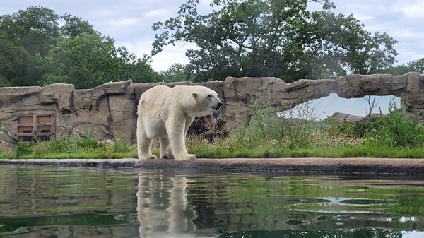 Eisbären und Pinguine hautnah
