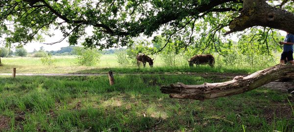 Einzigartige Eselwanderungen