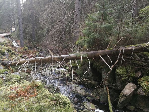 Abenteuer und Erholung im Grünen