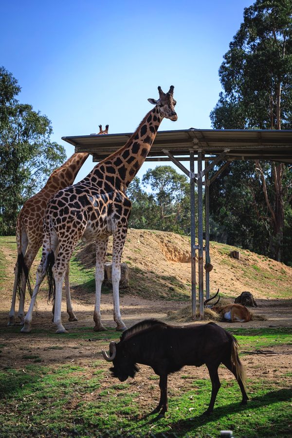 Wildtiere hautnah erleben