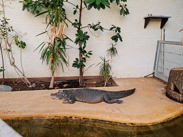 Exotische Tiere in Darmstadt