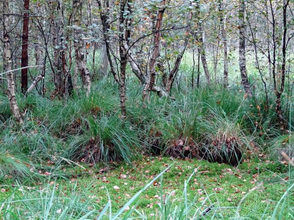 Einzigartige Naturerlebnisse im Hochmoor