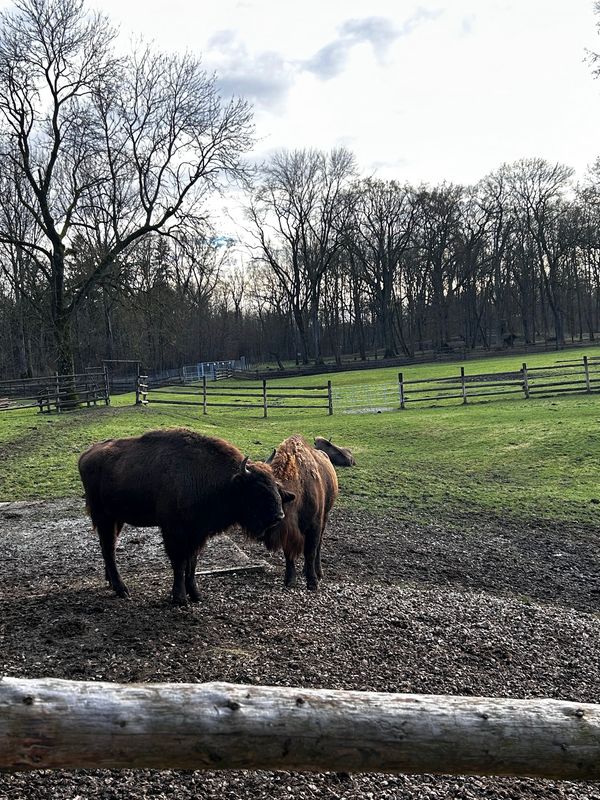Begegnung mit Wildtieren in der Natur