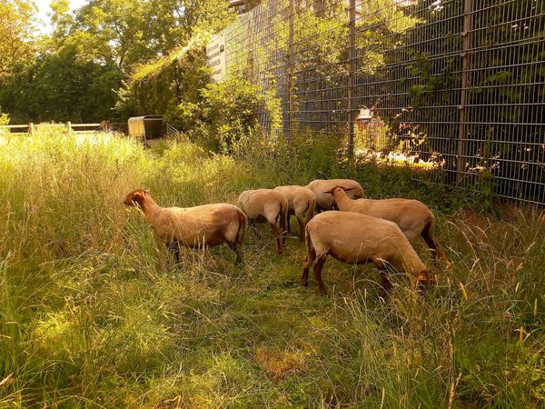 Städtische Farm für Familien