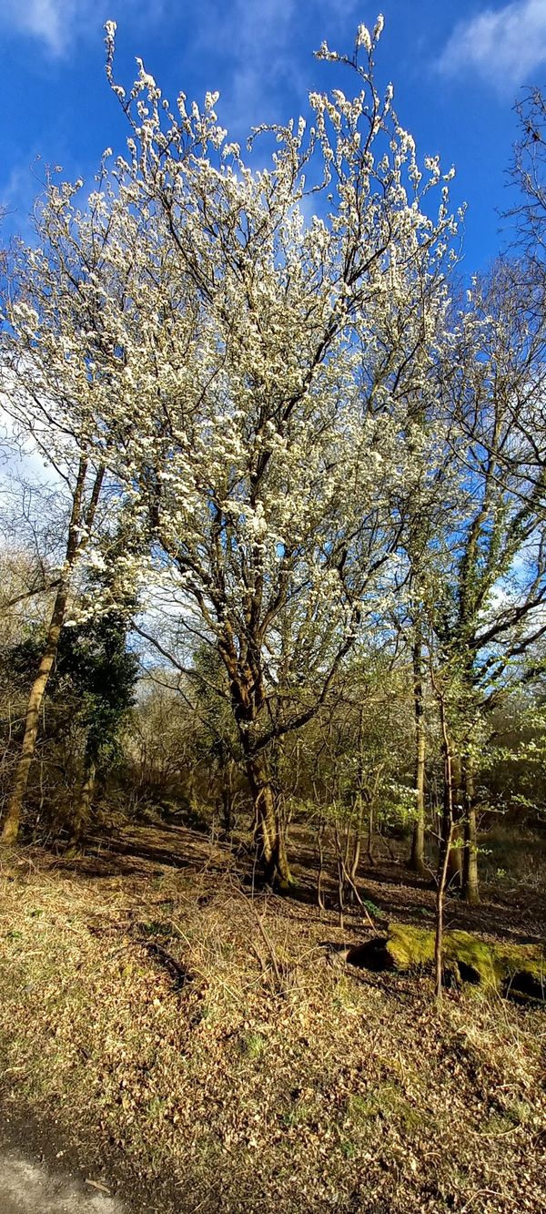 Wanderung durch uralten Wald