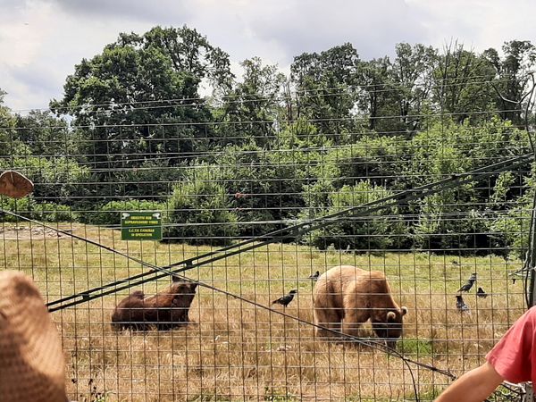 Schutzraum für Braunbären