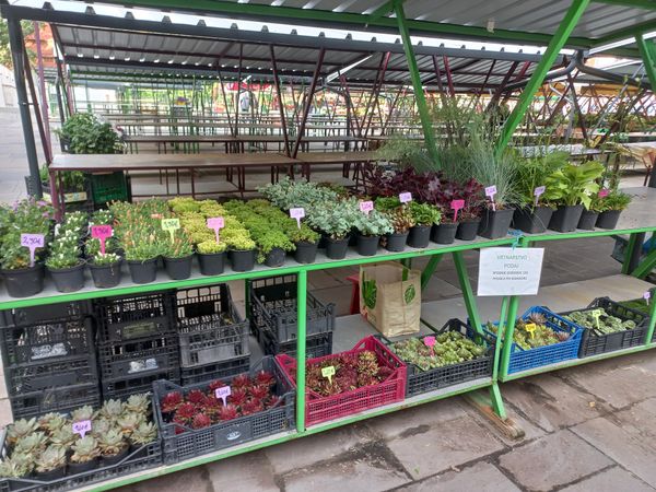 Frisches vom Markt: Ein Rendezvous mit lokalen Spezialitäten