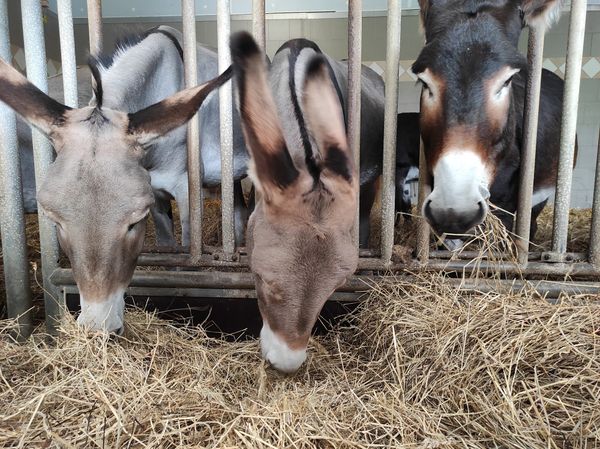 Kuscheln mit Eseln: Ein tierisches Vergnügen