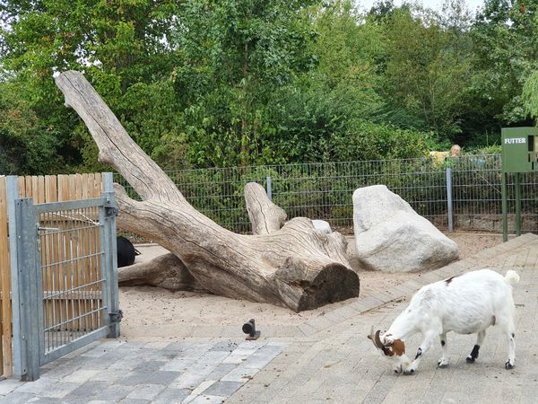 Tierische Freunde im Streichelzoo treffen