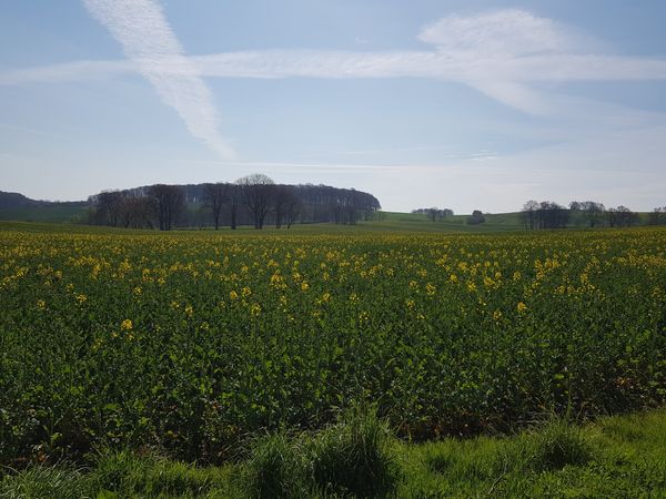 Entdecke seltene Tiere im Dosenmoor