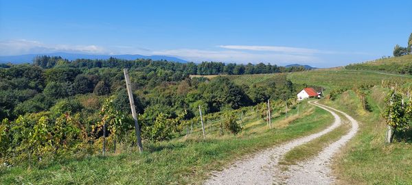 Wandern zwischen Weinbergen