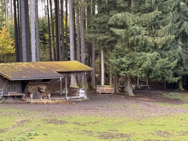 Wildtiere in ihrer natürlichen Umgebung