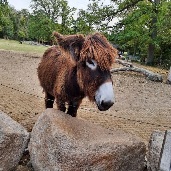 Tierische Abenteuer für die ganze Familie