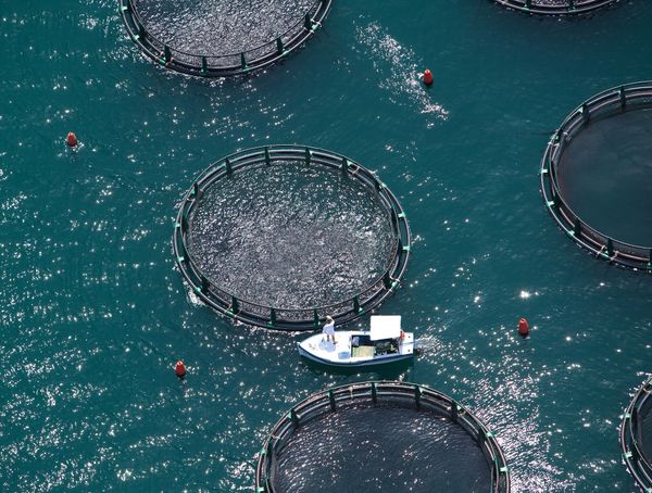 Nachhaltige Fischzucht kennenlernen