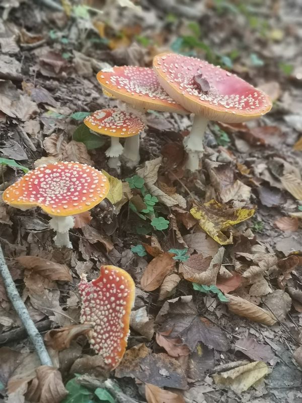 Erfrischende Wanderung entlang der Laßnitz