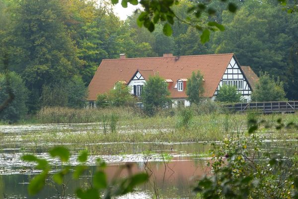 Naturabenteuer im dichten Wald