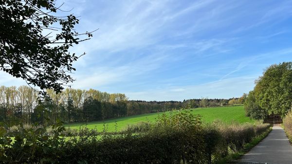 Magischer Wald voller Geheimnisse