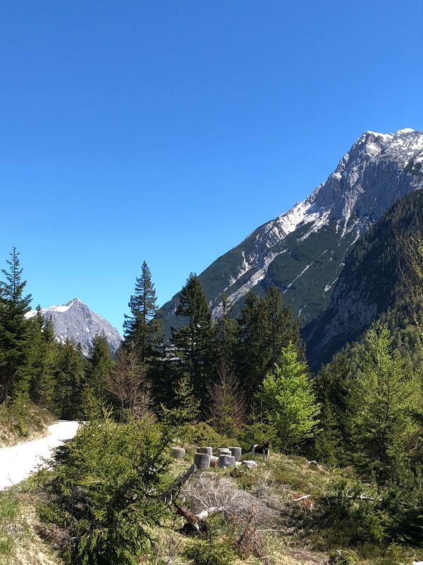 Entdecke die Vielfalt der Alpenkräuter