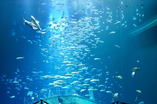 Tauche ein in die Unterwasserwelt