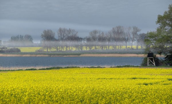 Kraniche an der Küste