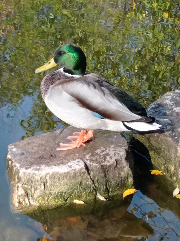 Verträumter Teich mitten im Wald