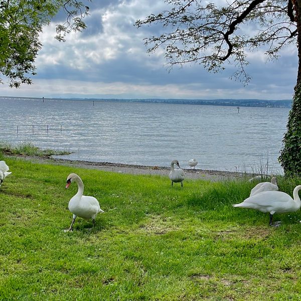 Perfekte Erfrischung am Bodensee