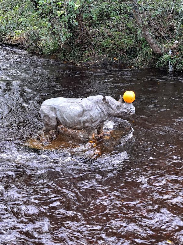 Ein Nashorn mitten im Fluss?