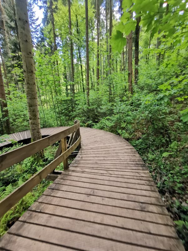 Abenteuer im Erlebnis-Waldpfad