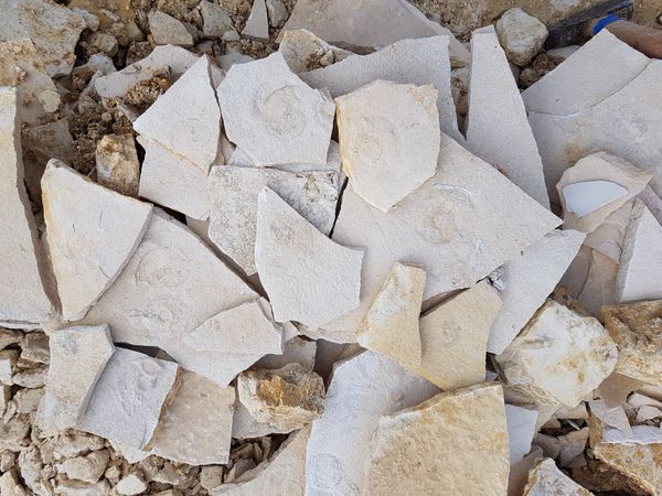 Auf Fossiliensuche wie ein echter Paläontologe