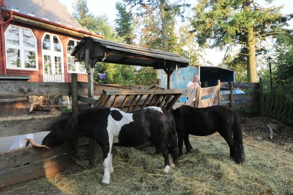 Tierische Freunde für Kinder