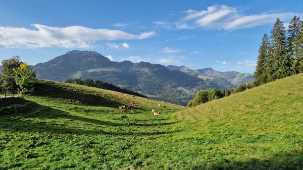 Familienfreundlicher Gasthof mit Aussicht