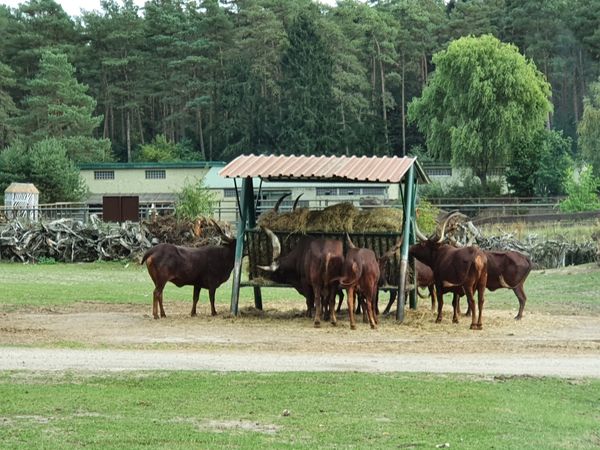 Safari-Abenteuer in Niedersachsen