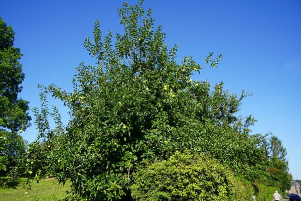 Geschichtsträchtige Wanderung zur alten Burg