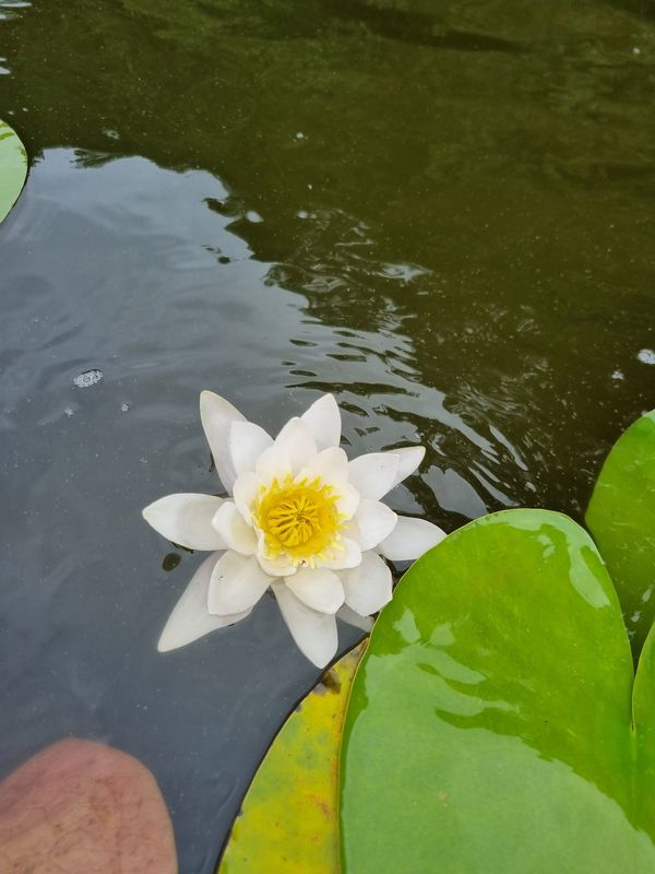 Paddelabenteuer im Herzen der Natur