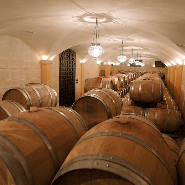 Eintauchen in die Welt des Weins