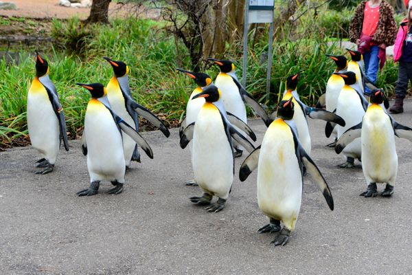 Tierische Abenteuer für die ganze Familie