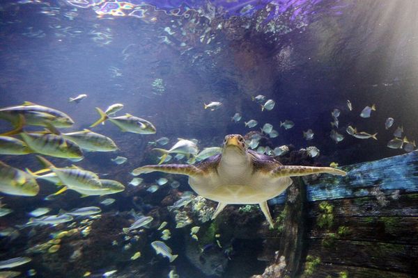 Tauche ein in die Unterwasserwelt der Ostsee!