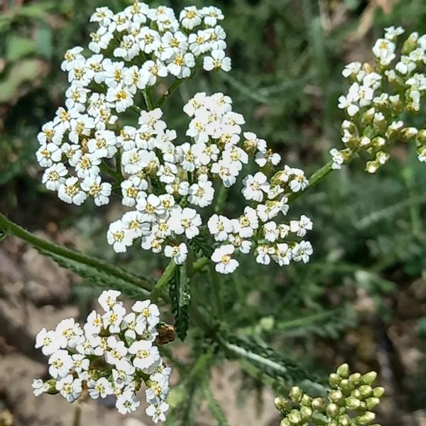 Naturerlebnis im Stadtwald