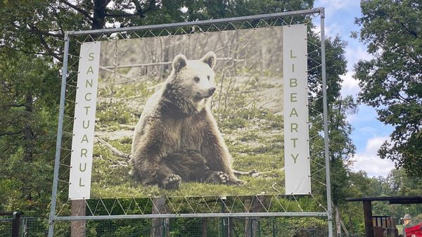 Schutzraum für Braunbären