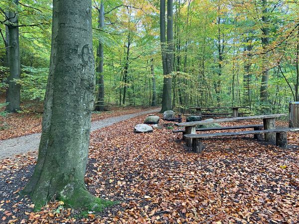 Entspannung pur im historischen Wald
