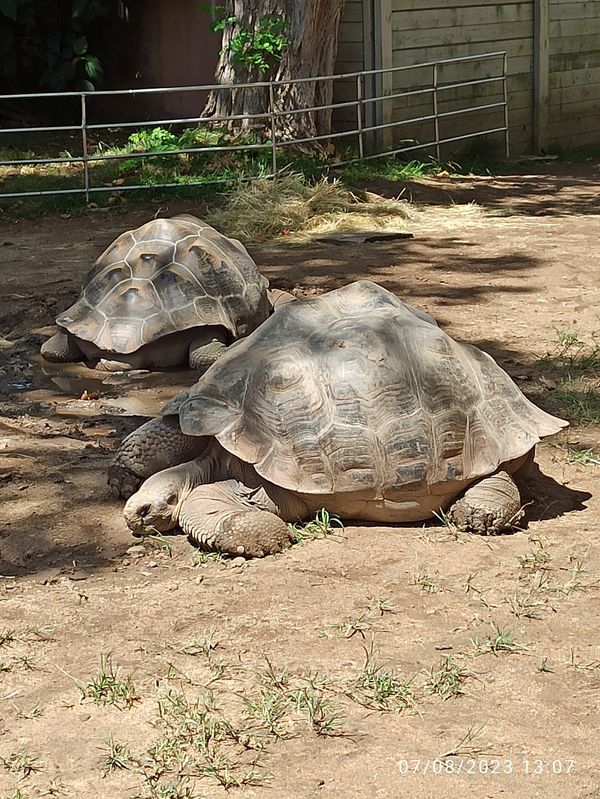 Tierische Abenteuer im Herzen Barcelonas