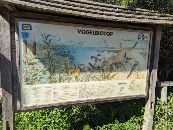 Vogelvielfalt im Vogelbiotop am Meerbruch