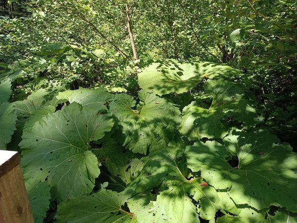 Entdecke Europas letzte Urwälder
