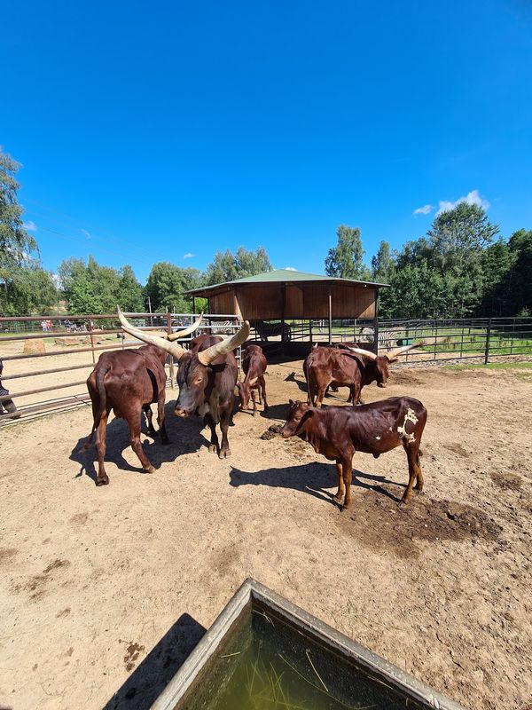 Ein tierisches Abenteuer für die ganze Familie