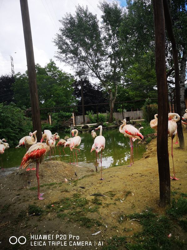 Familienabenteuer im Xantus János Zoo