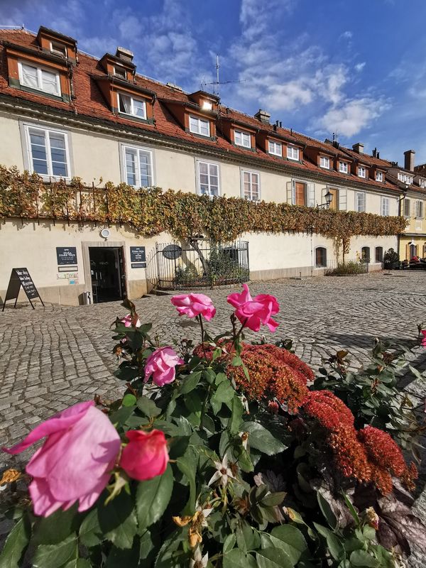 Einzigartige Kostprobe beim Wein der ältesten Rebe der Welt