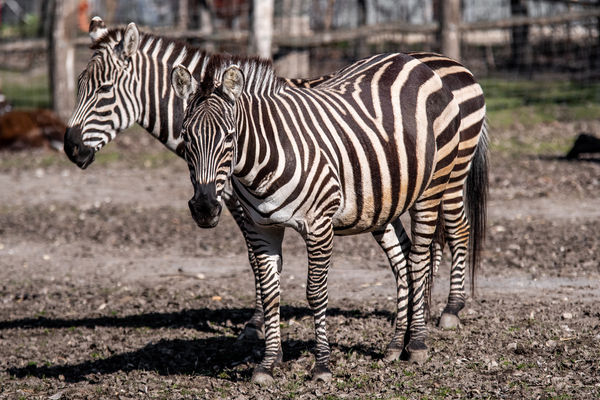 Familienabenteuer im Xantus János Zoo