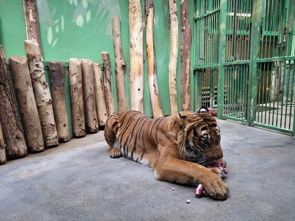 Tierische Abenteuer und seltene Spezies im Prager Zoo