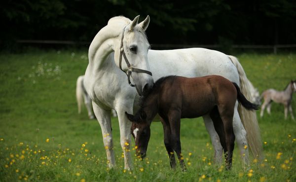 Begegnung mit den majestätischen Lipizzanern