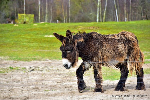 Faszinierende Tierwelt in der Arche Warder erleben